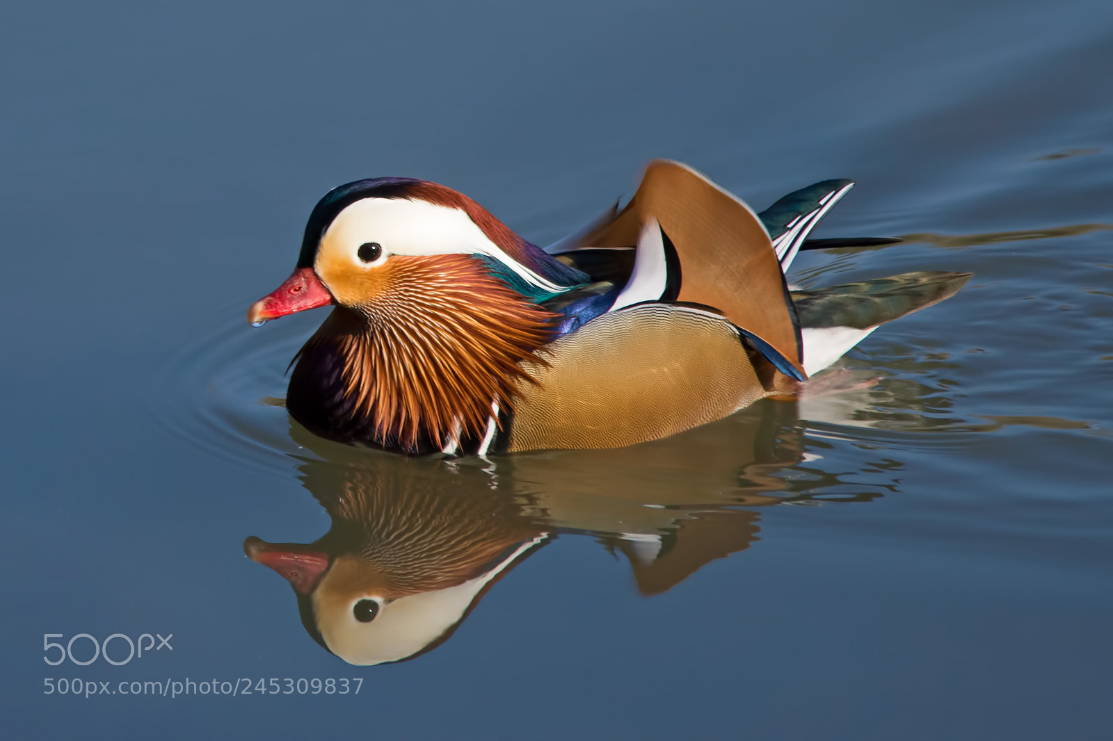 Nikon D7200 sample photo. Mandarin duck photography