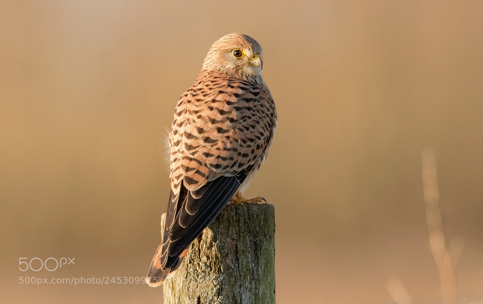 Canon EOS 7D Mark II sample photo. Kestrel female at the photography