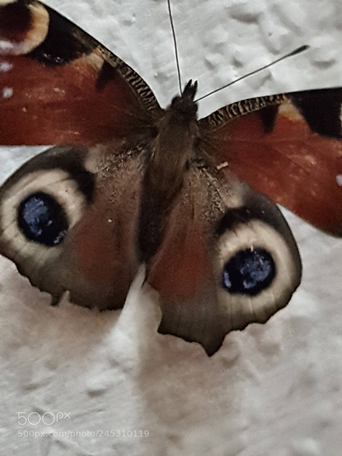 Samsung Galaxy S7 Edge sample photo. Butterfly       schmetterling photography