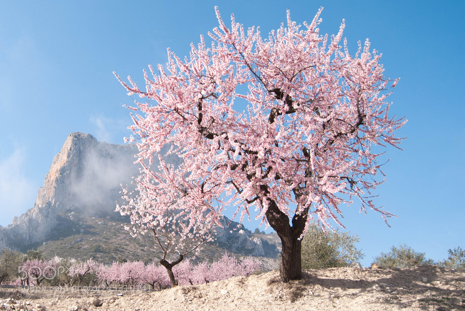 Nikon D3000 sample photo. Almond tree and mountains photography