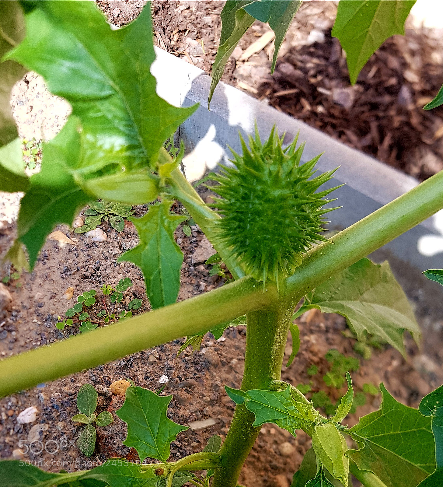 Samsung Galaxy S7 Edge sample photo. Plant         pflanze photography