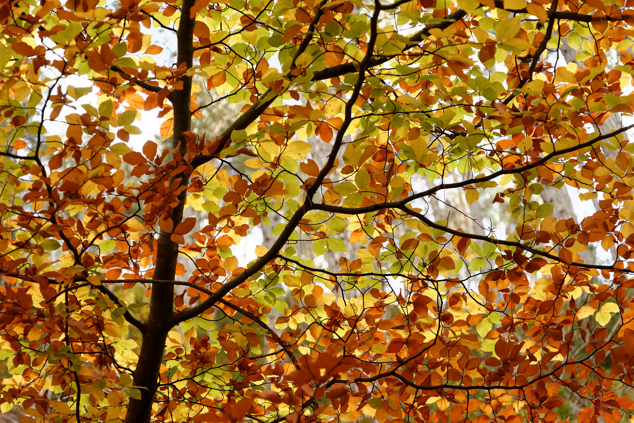 Nikon D610 sample photo. Couleurs d'automne photography