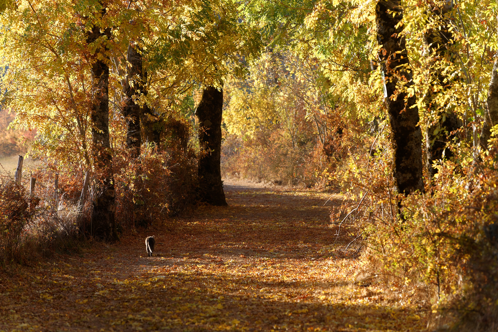 Nikon D610 sample photo. Couleurs d'automne photography