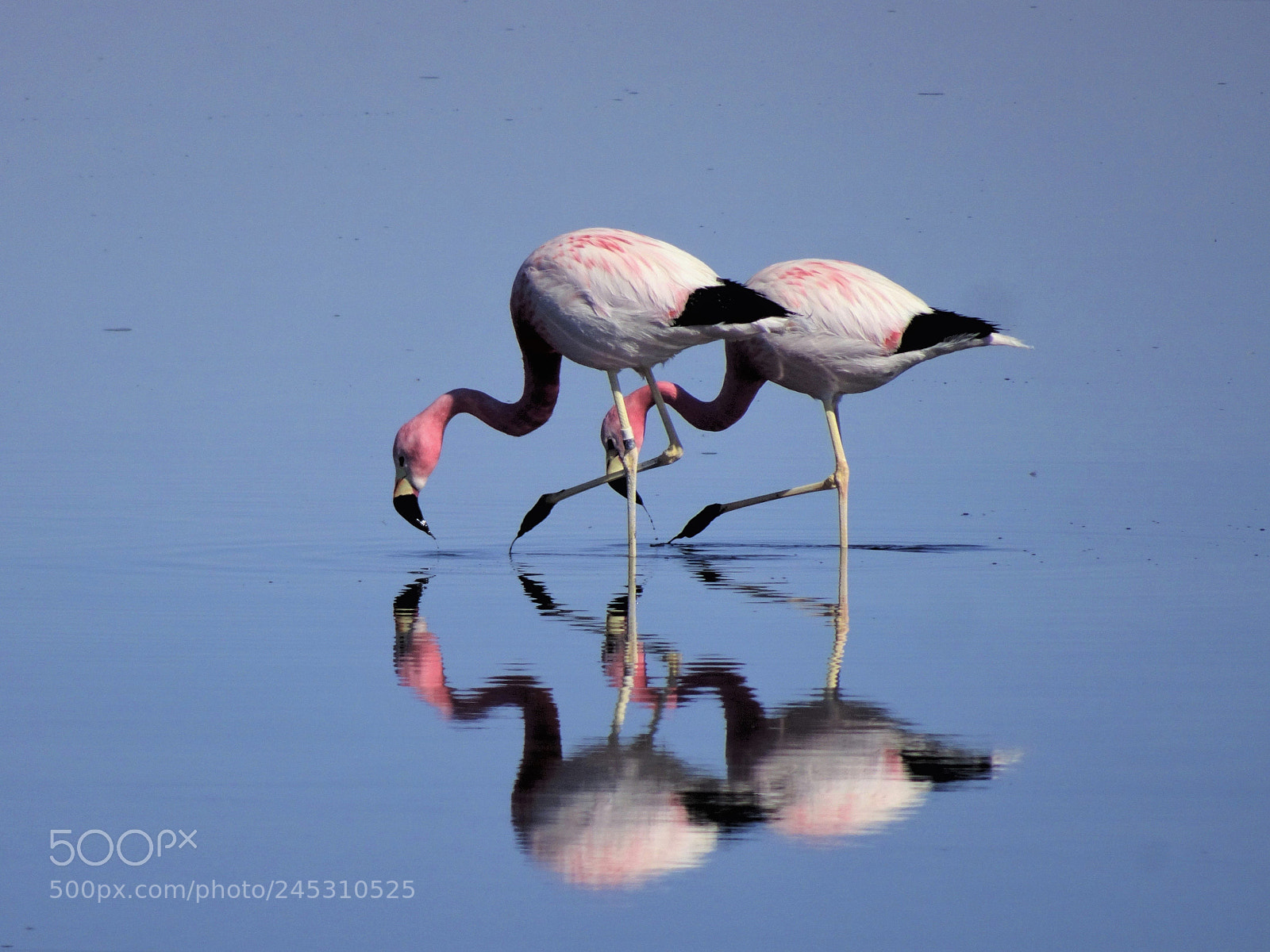 Sony Cyber-shot DSC-HX80 sample photo. Duo of flamingos photography