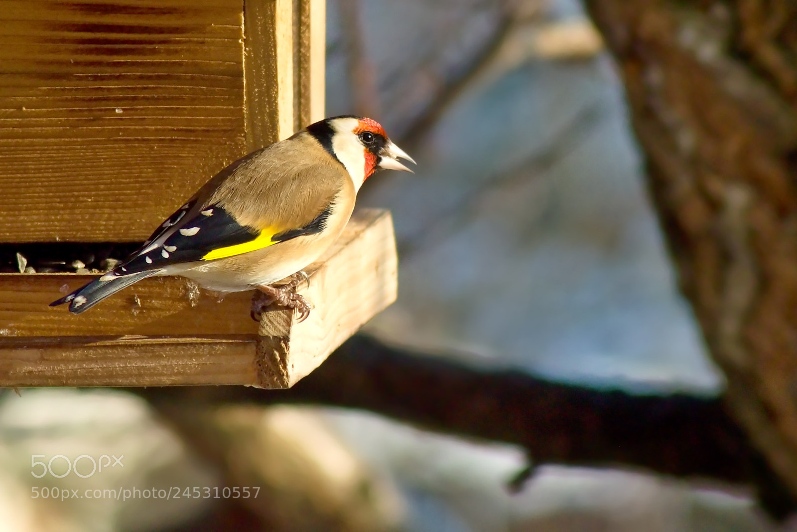 Nikon D3200 sample photo. Carduelis carduelis photography