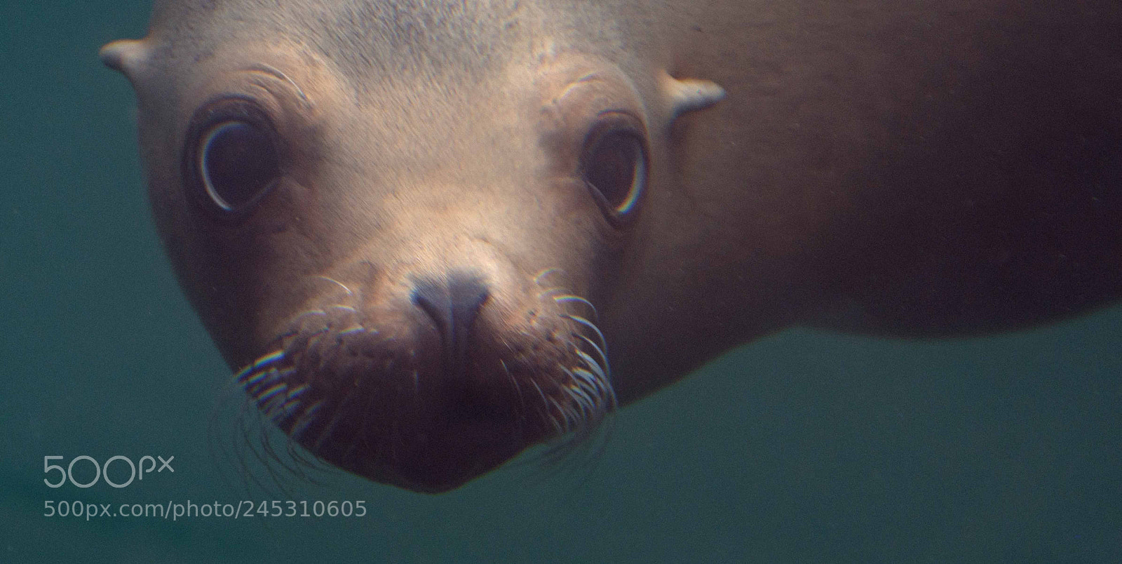 Nikon D7200 sample photo. Californian sealion photography