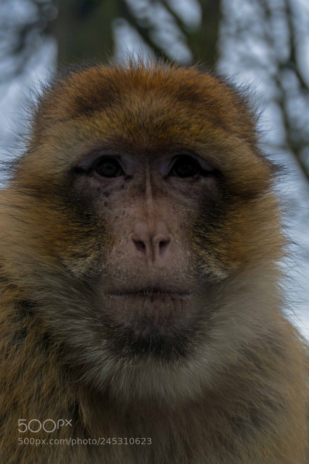 Nikon D7200 sample photo. Monkey photography