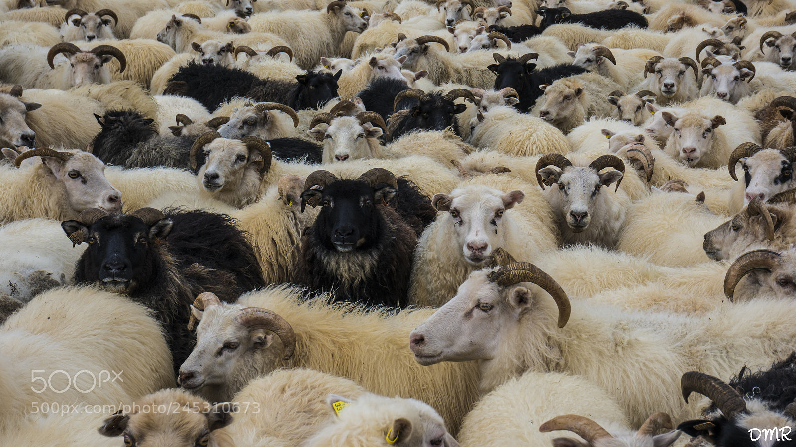 Sony Alpha NEX-6 sample photo. Icelandic sheep photography