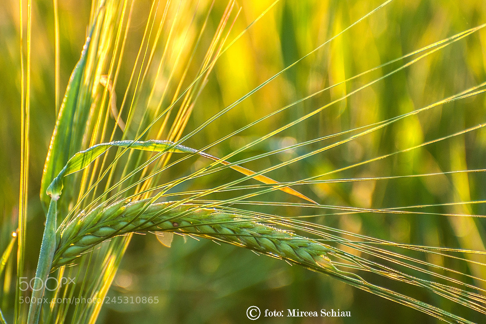 Nikon D90 sample photo. Corn radius photography