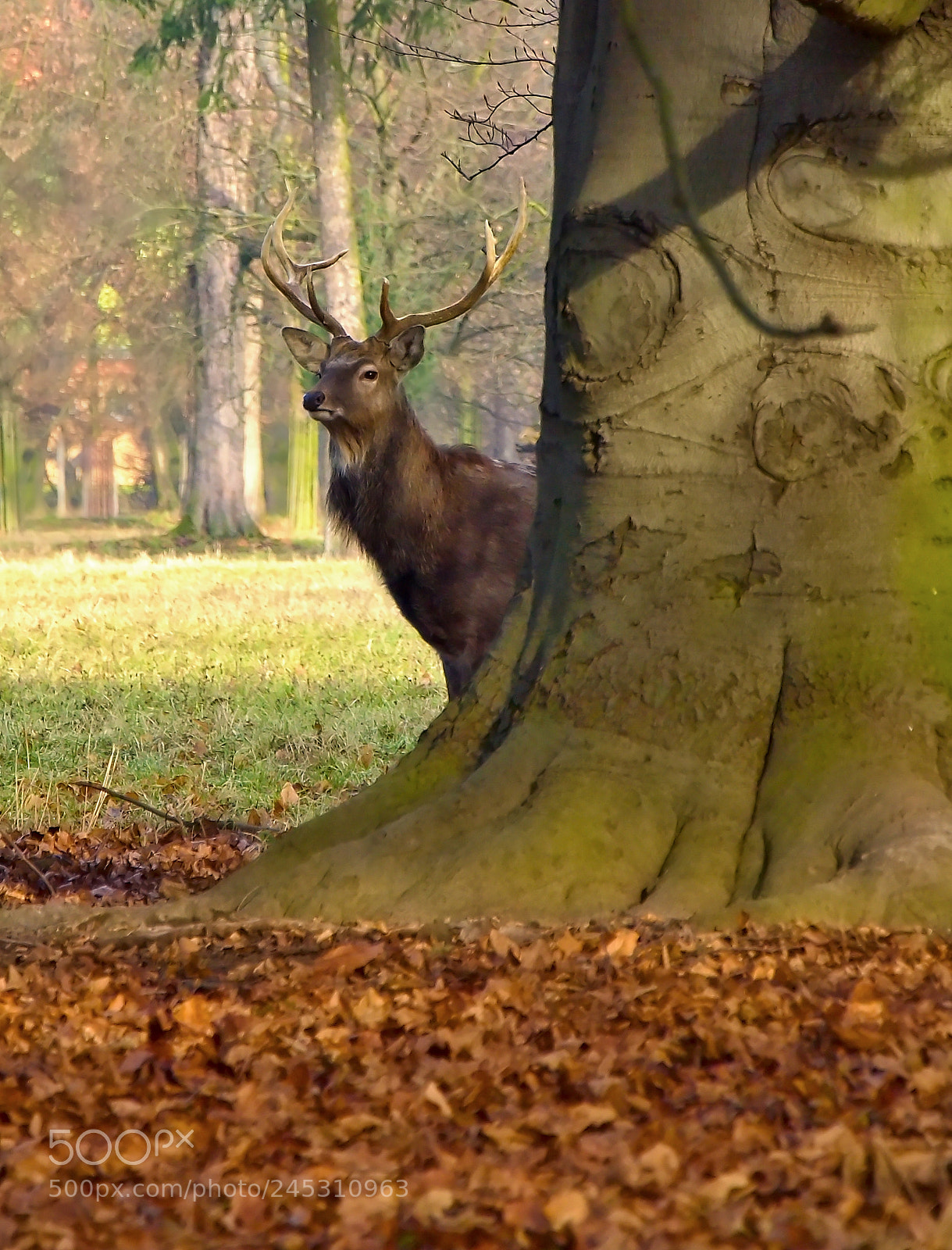 Nikon D3200 sample photo. Cervus nippon photography