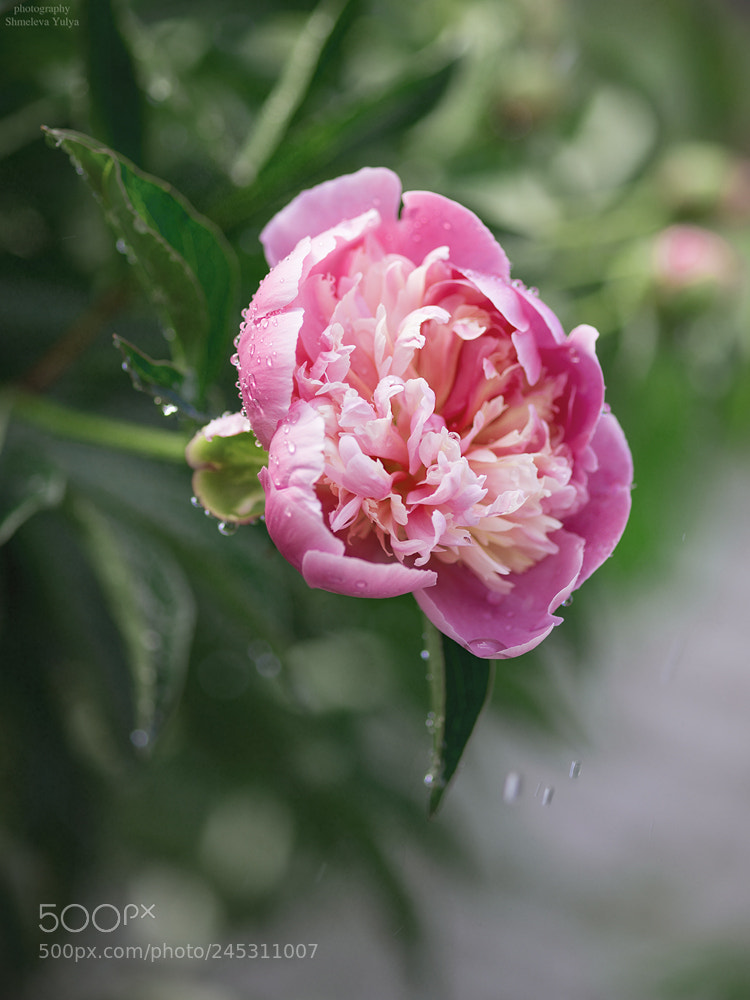Sony a99 II sample photo. Untitled photography