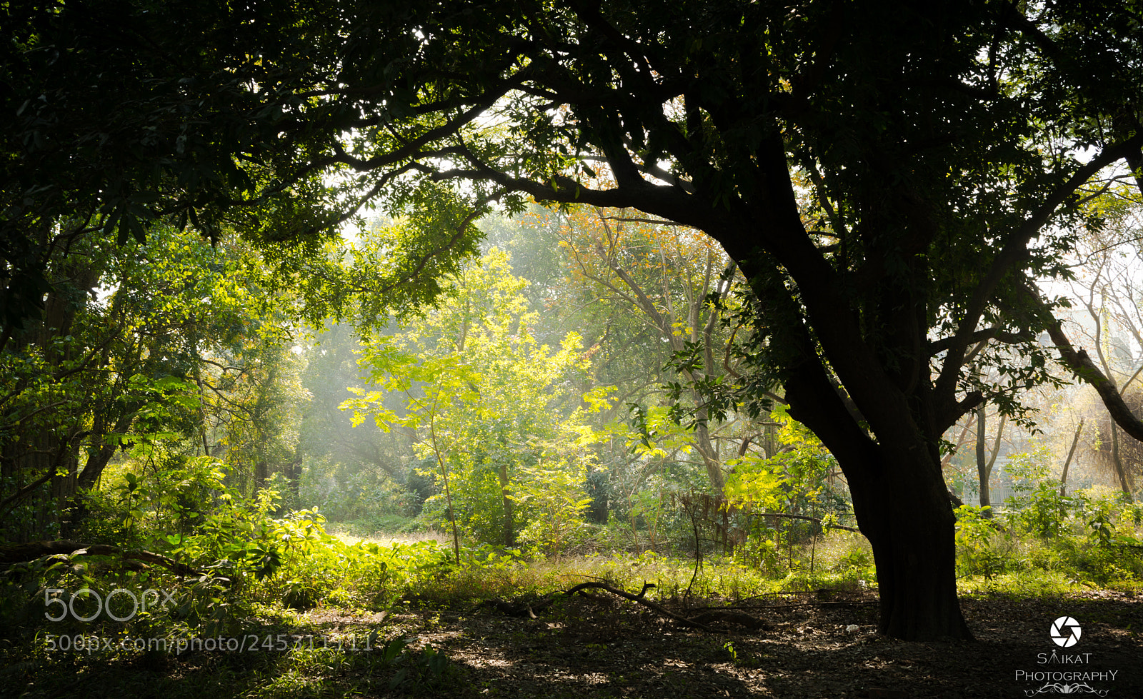 Nikon D5200 sample photo. A photography