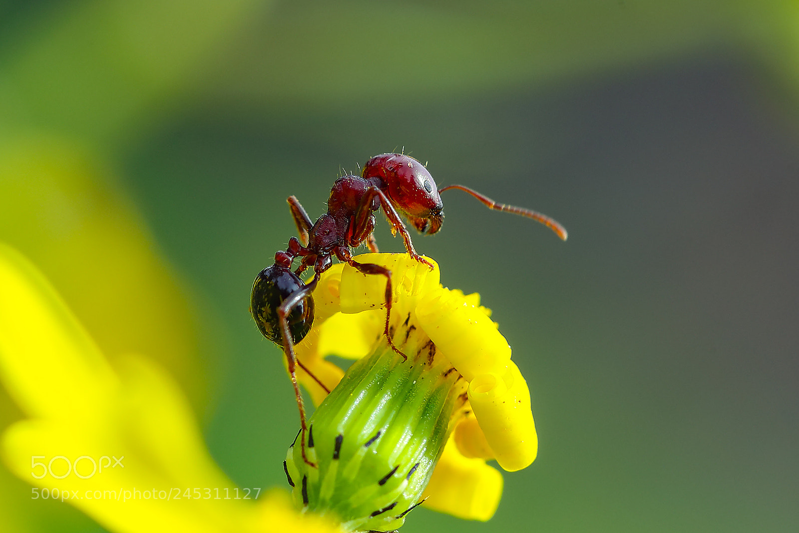 Canon EOS-1D X Mark II sample photo. Miniant photography