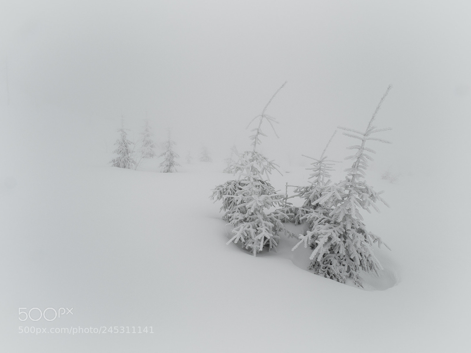 Olympus OM-D E-M1 Mark II sample photo. Whiteness photography