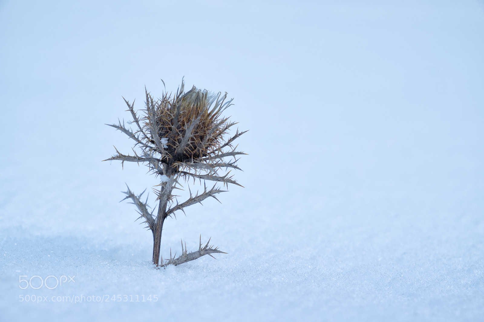 Fujifilm X-T20 sample photo. 23-thistle photography