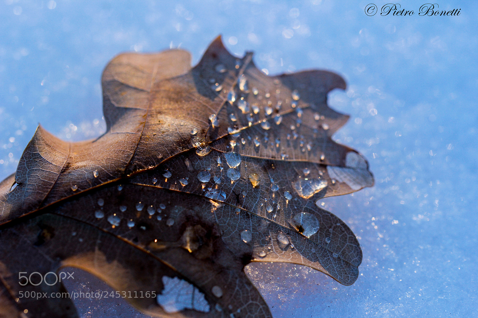 Canon EOS 60D sample photo. The winter photography