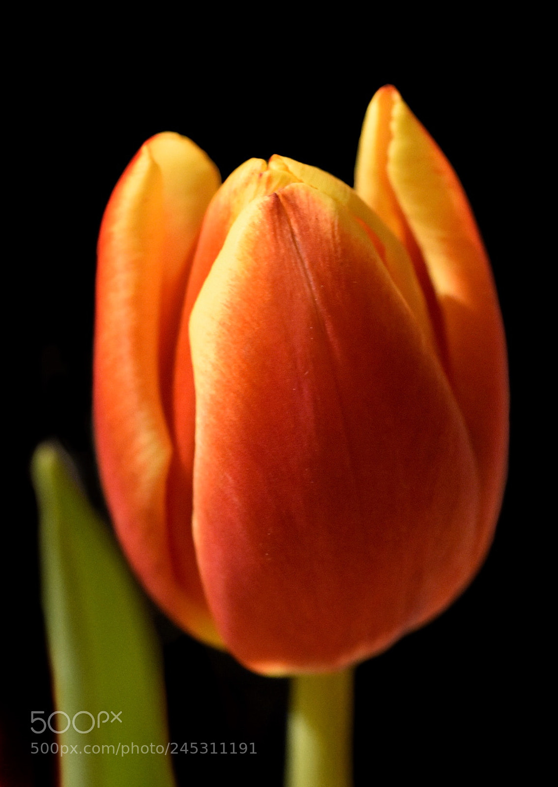 Nikon D5600 sample photo. Tulip photography