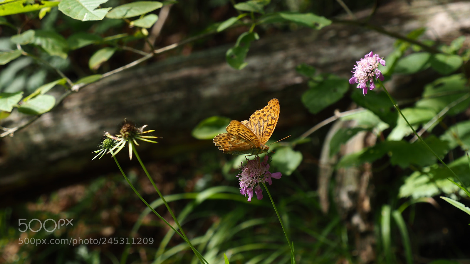 Olympus OM-D E-M10 II sample photo. Yellow butterfly photography