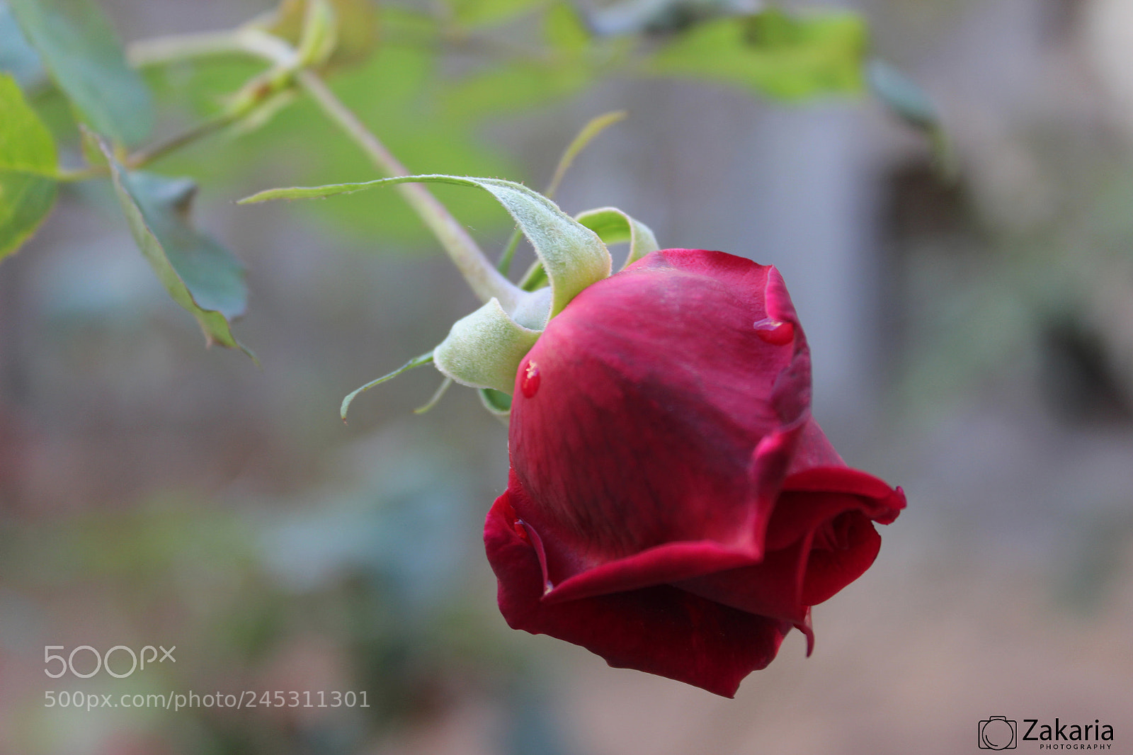 Canon EOS 1200D (EOS Rebel T5 / EOS Kiss X70 / EOS Hi) sample photo. Fleur rouge photography