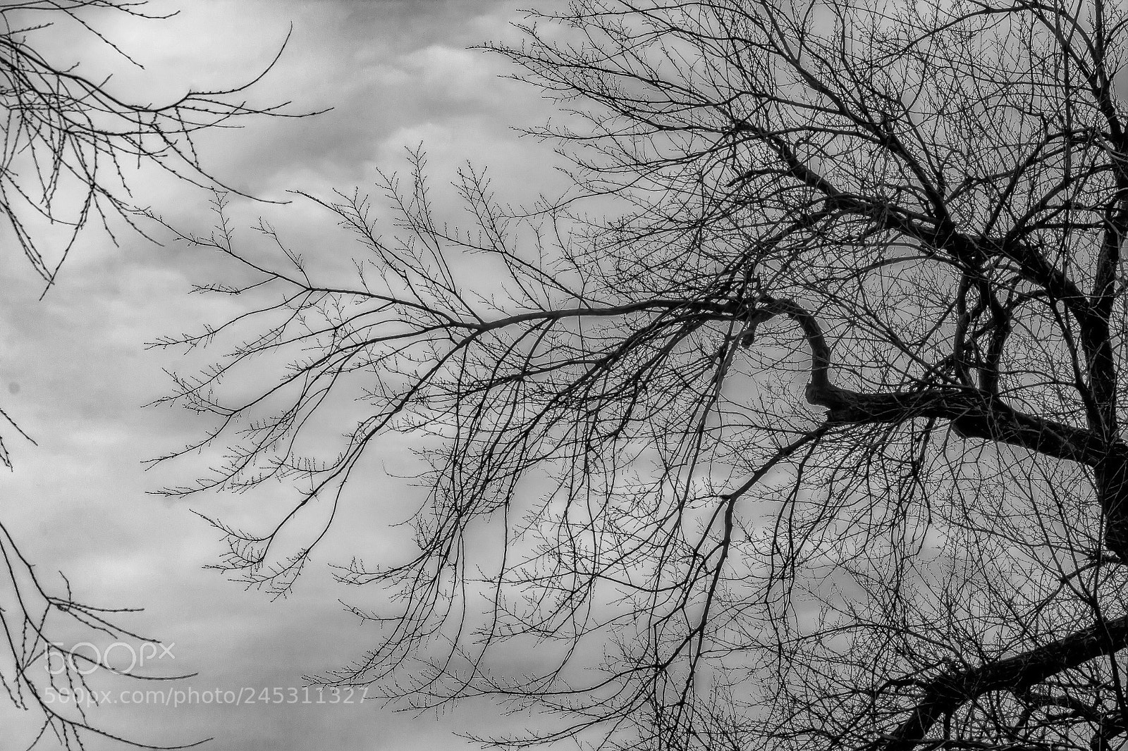 Canon EOS 60D sample photo. Winter trees and clouds photography