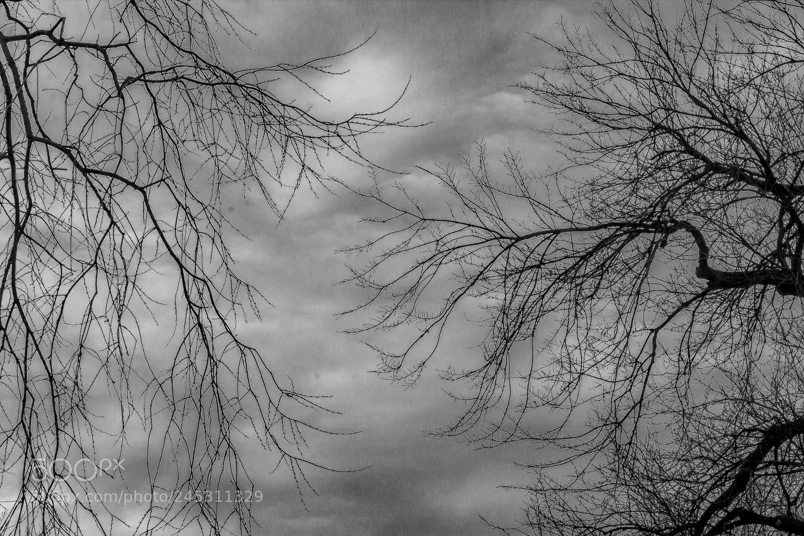 Canon EOS 60D sample photo. Winter trees and clouds photography