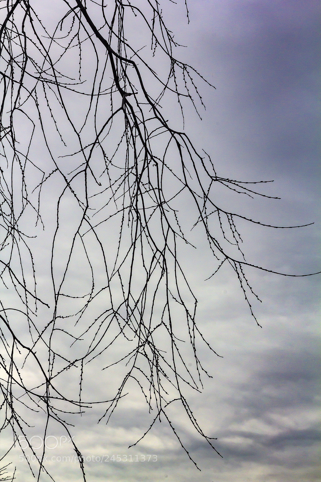 Canon EOS 60D sample photo. Winter trees and clouds photography