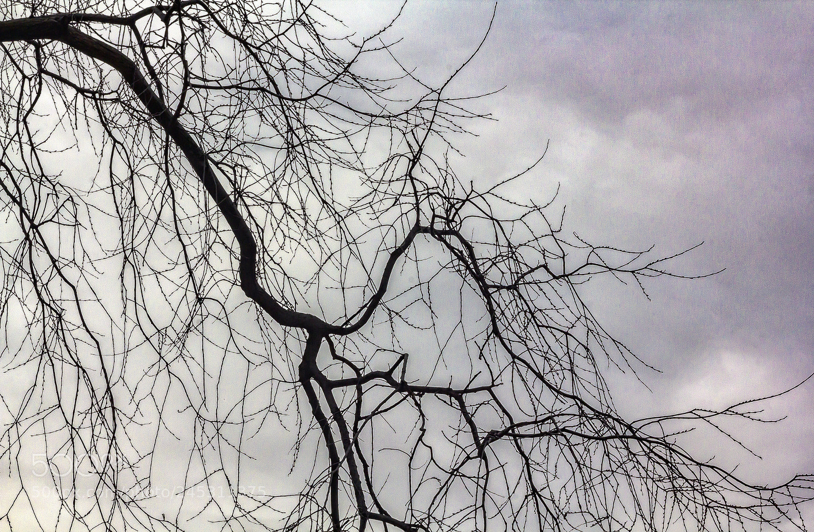 Canon EOS 60D sample photo. Winter trees and clouds photography