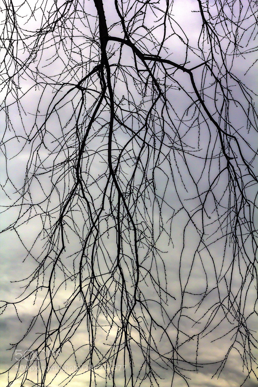 Canon EOS 60D sample photo. Winter trees and clouds photography