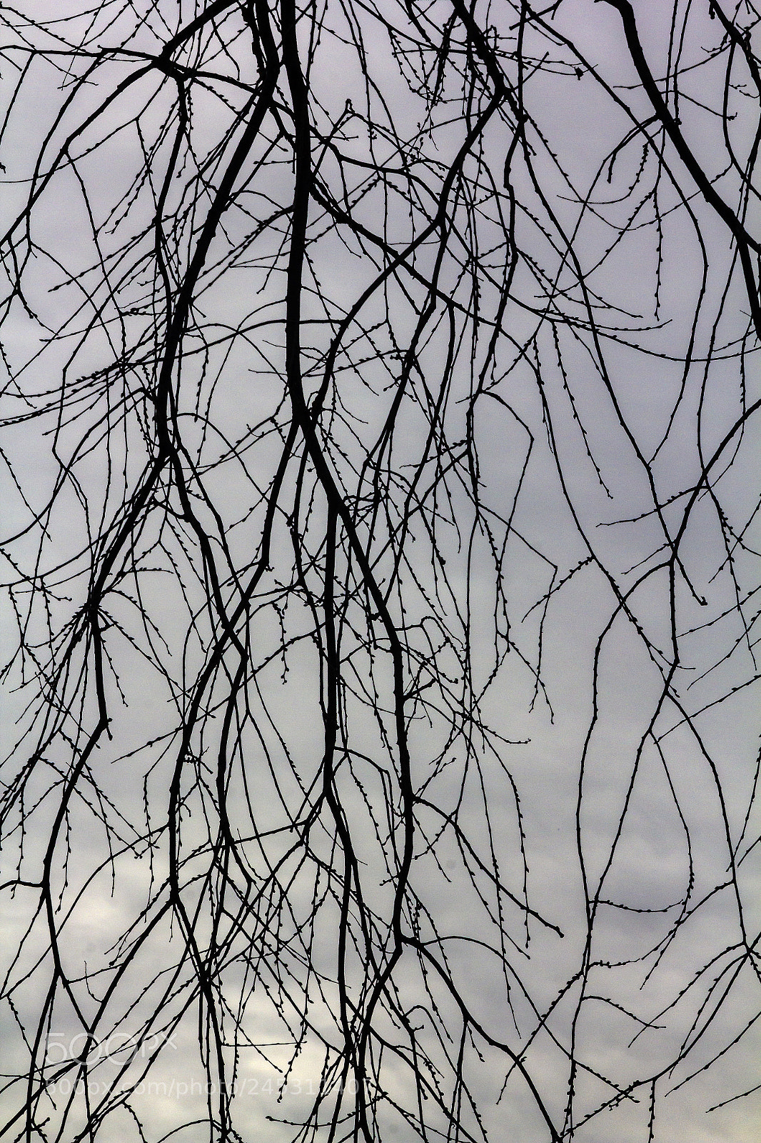 Canon EOS 60D sample photo. Winter trees and clouds photography