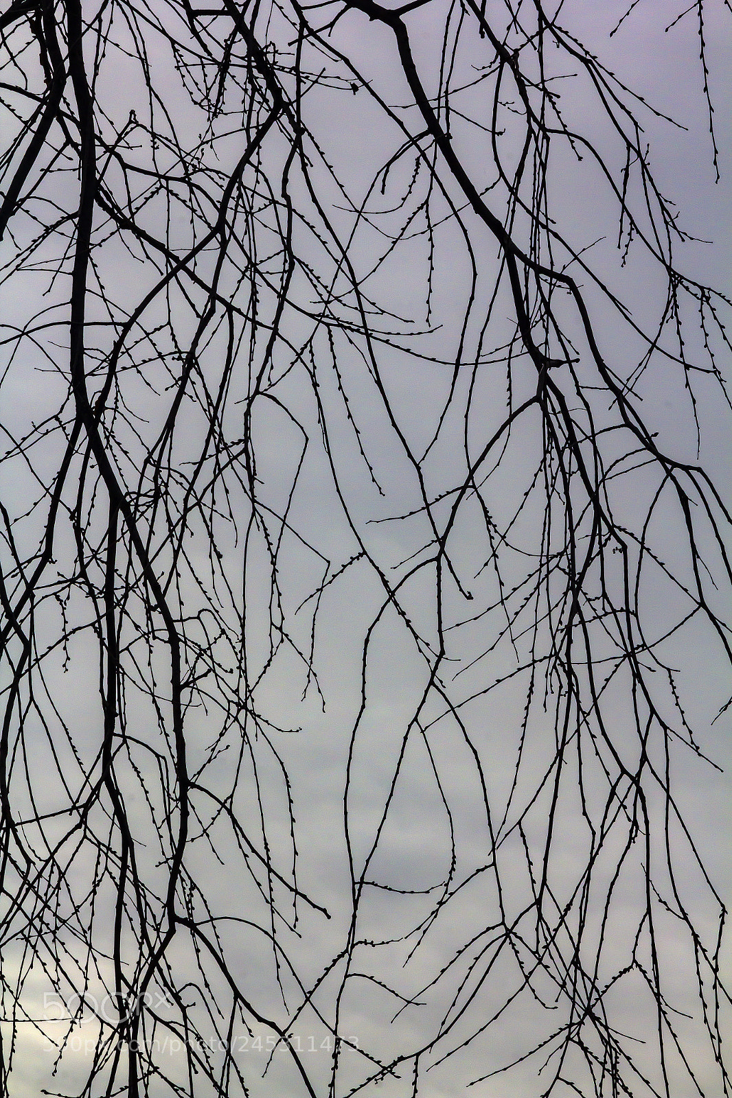 Canon EOS 60D sample photo. Winter trees and clouds photography