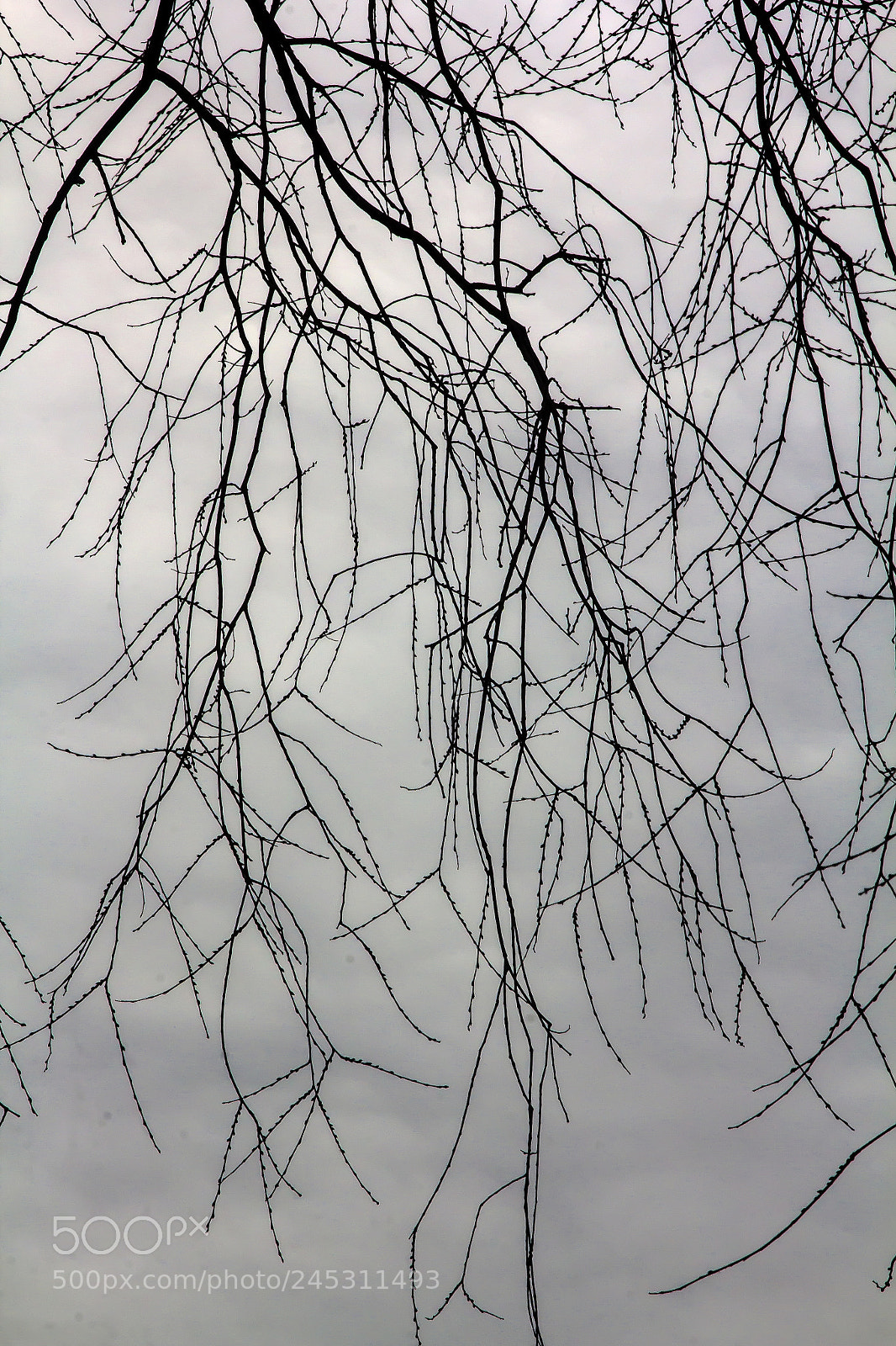 Canon EOS 60D sample photo. Winter trees and clouds photography