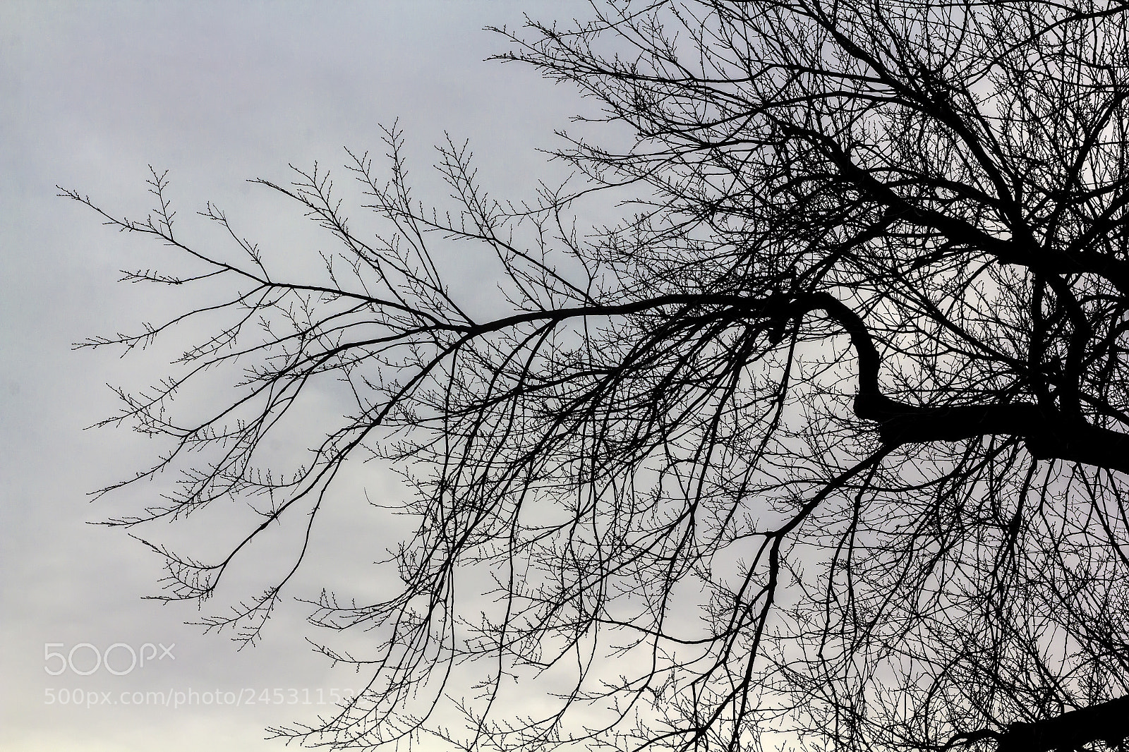 Canon EOS 60D sample photo. Winter trees and clouds photography