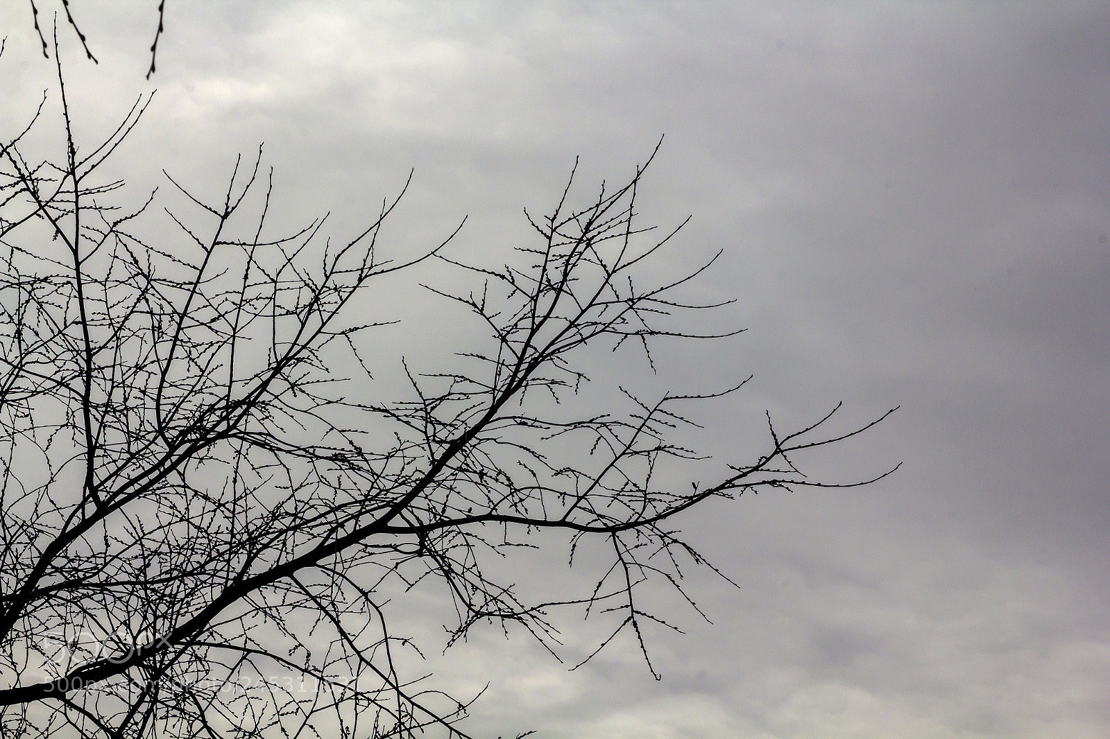 Canon EOS 60D sample photo. Winter trees and clouds photography