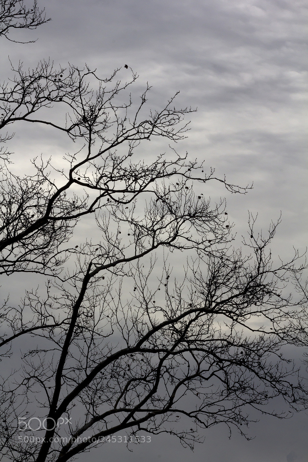 Canon EOS 60D sample photo. Winter trees and clouds photography