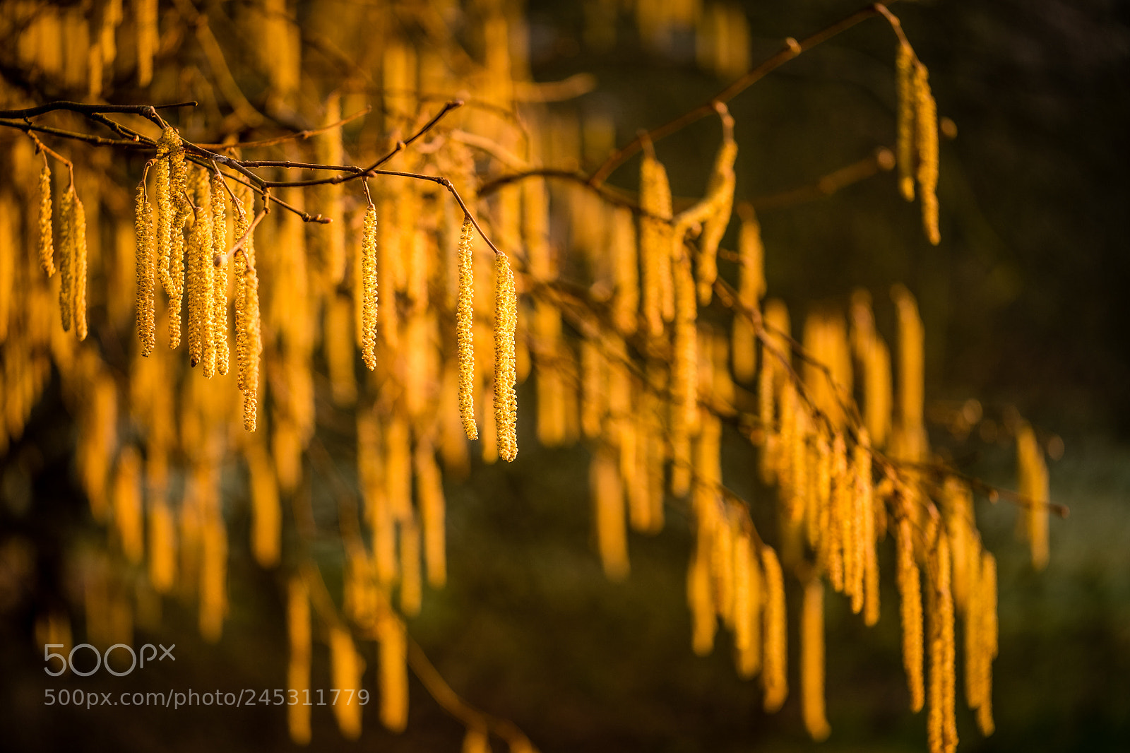 Fujifilm X-Pro2 sample photo. Winter catkins photography