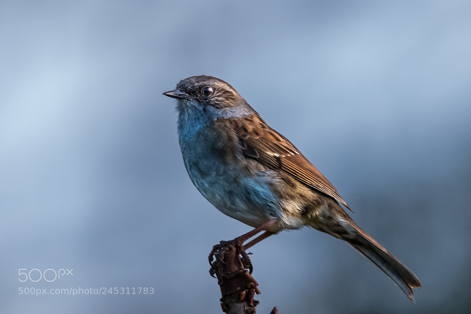 Nikon D850 sample photo. Cool dunnock photography