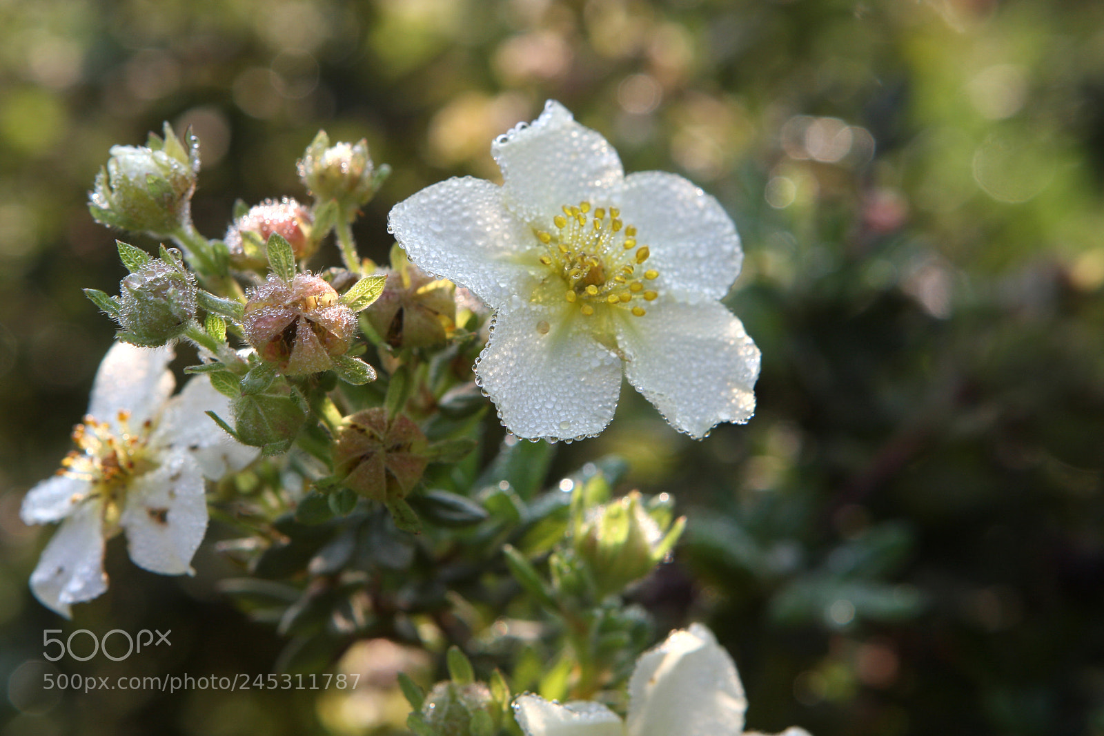 Canon EOS 40D sample photo. Silverweed photography