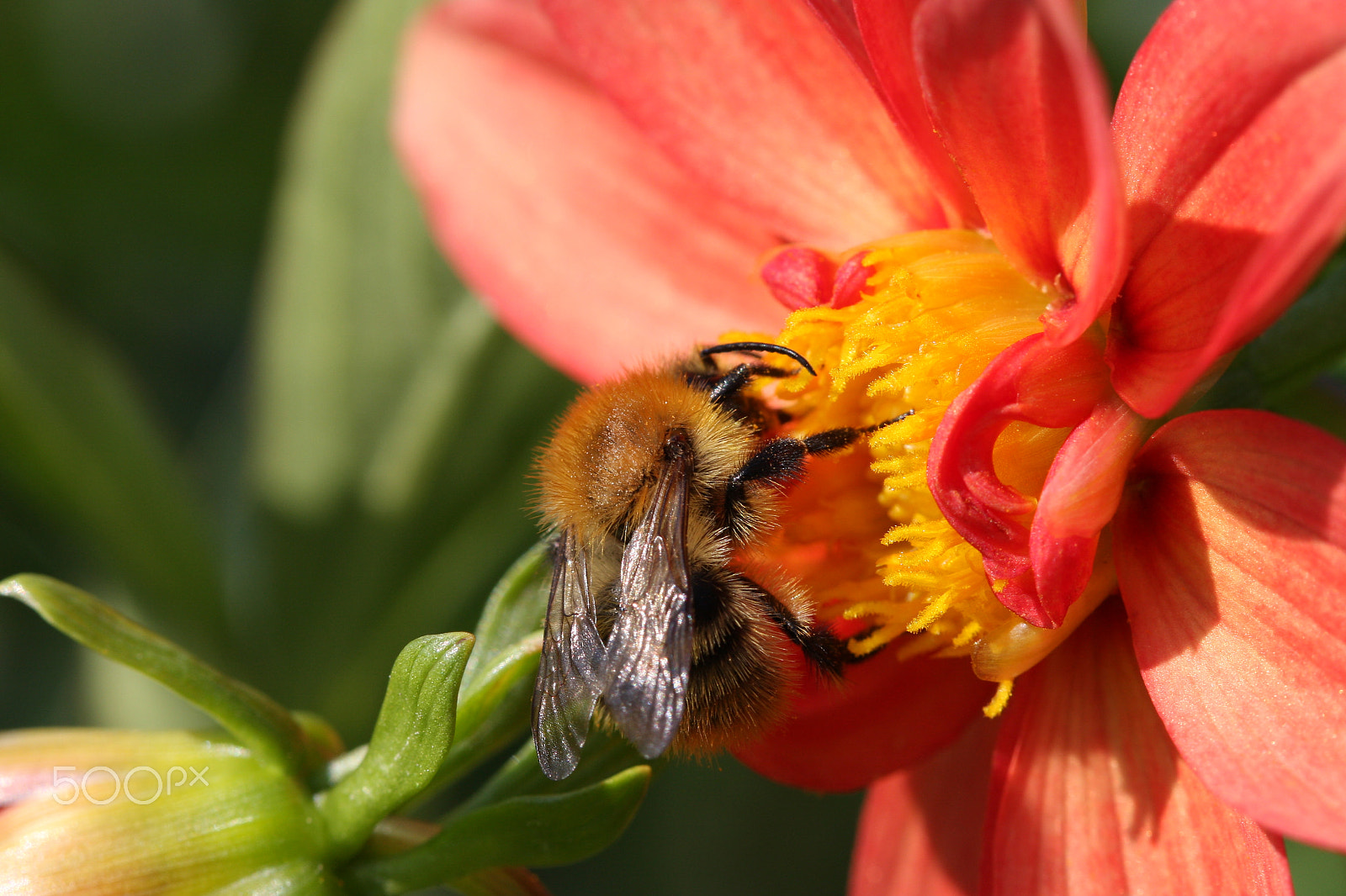 Canon EF 100mm F2.8 Macro USM sample photo. Bumblebee on the peony photography