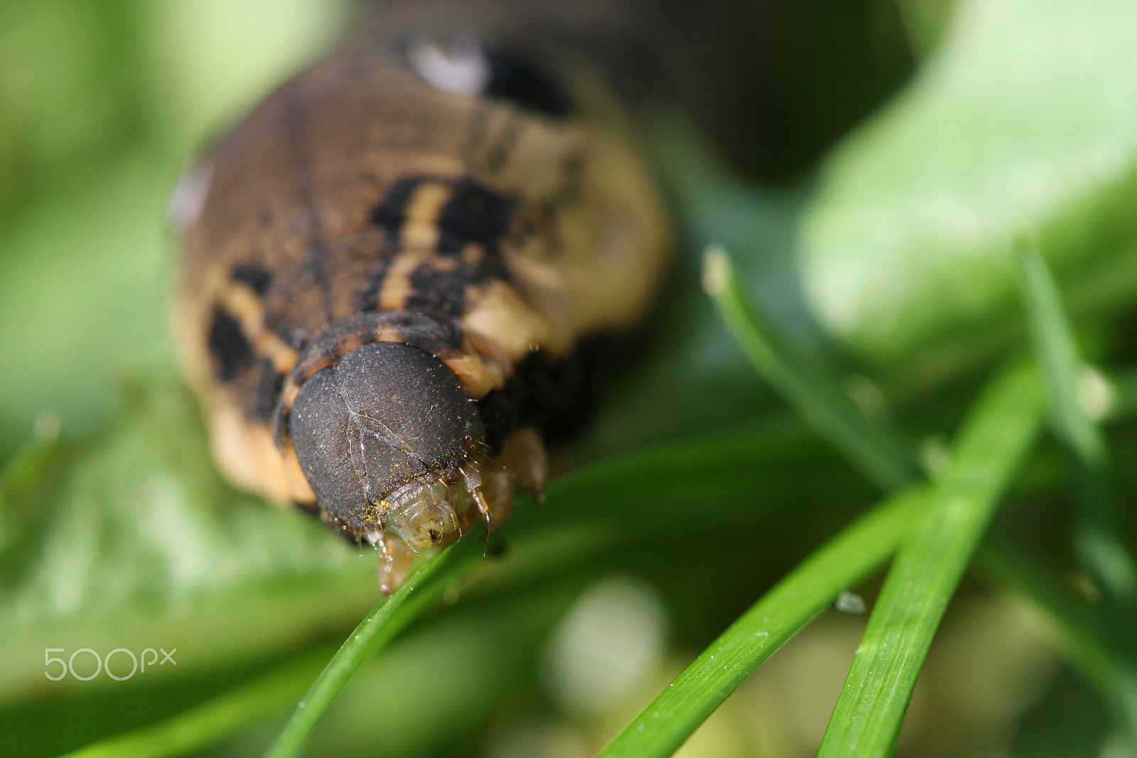 Canon EF 100mm F2.8 Macro USM sample photo. Sphingidae caterpillar photography