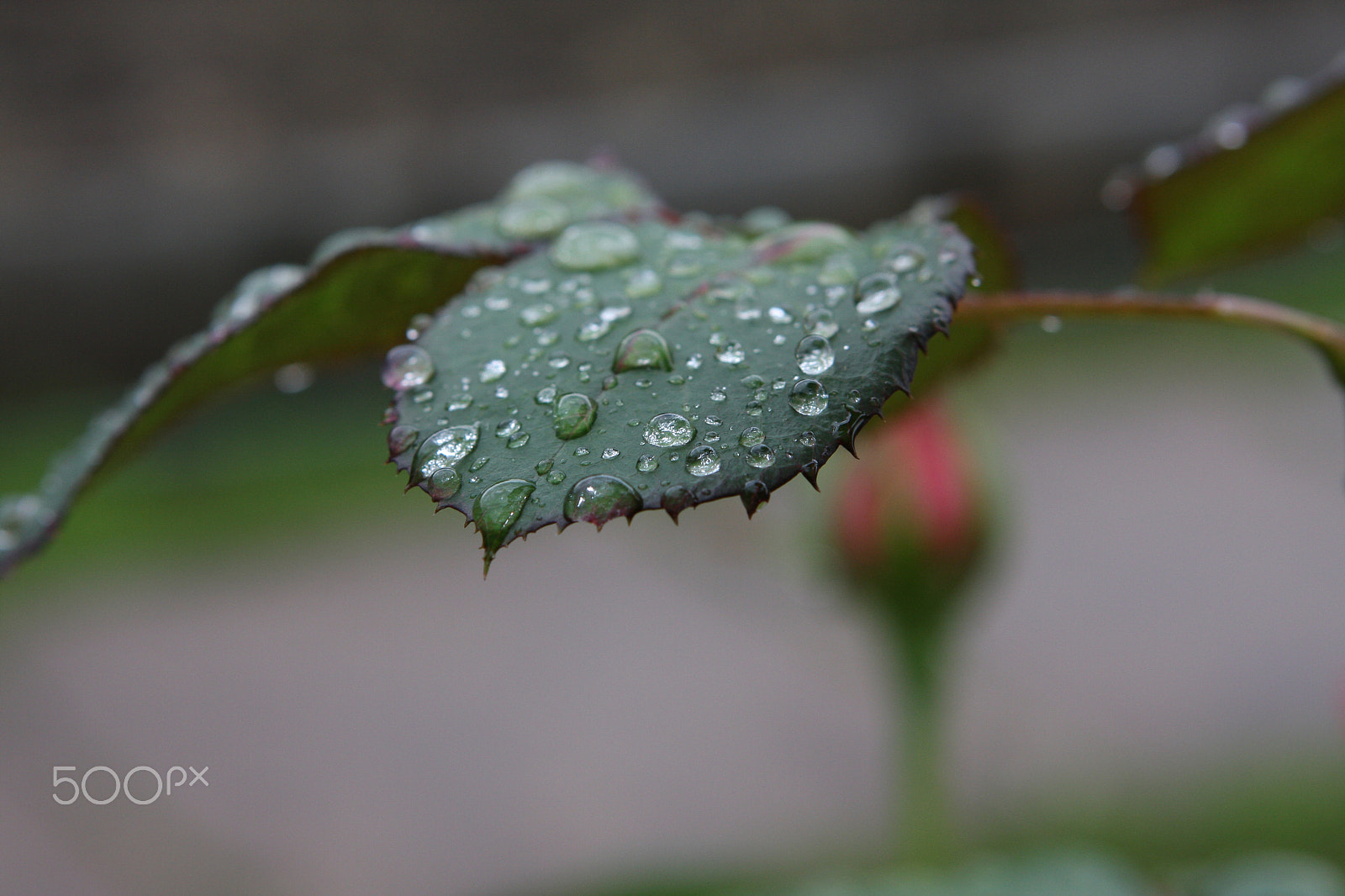 Canon EOS 40D + Canon EF 24-70mm F2.8L USM sample photo. Drops photography