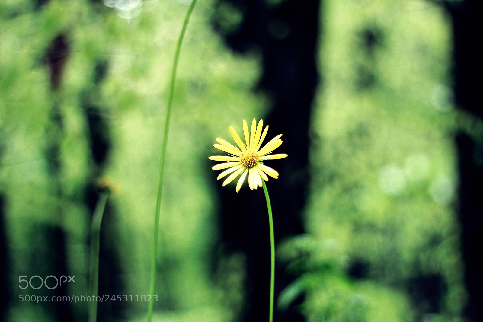 Canon EOS 60D sample photo. My cute daisy.. photography