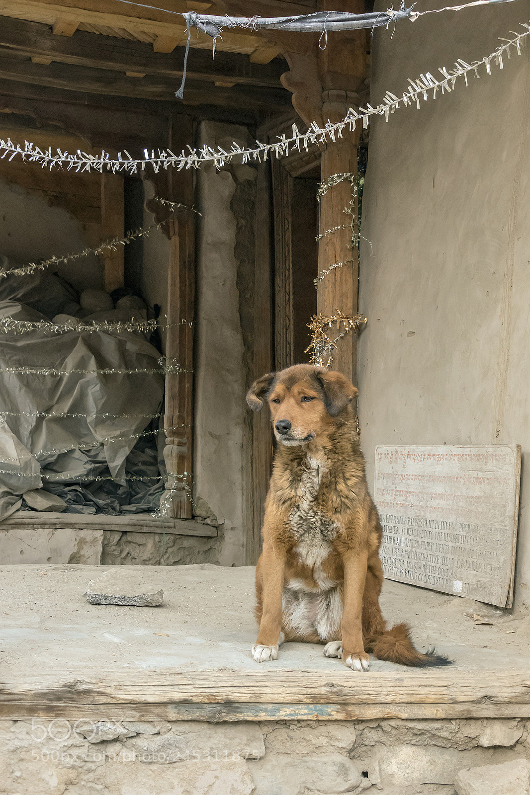 Nikon D810 sample photo. Street dog with tinsel photography