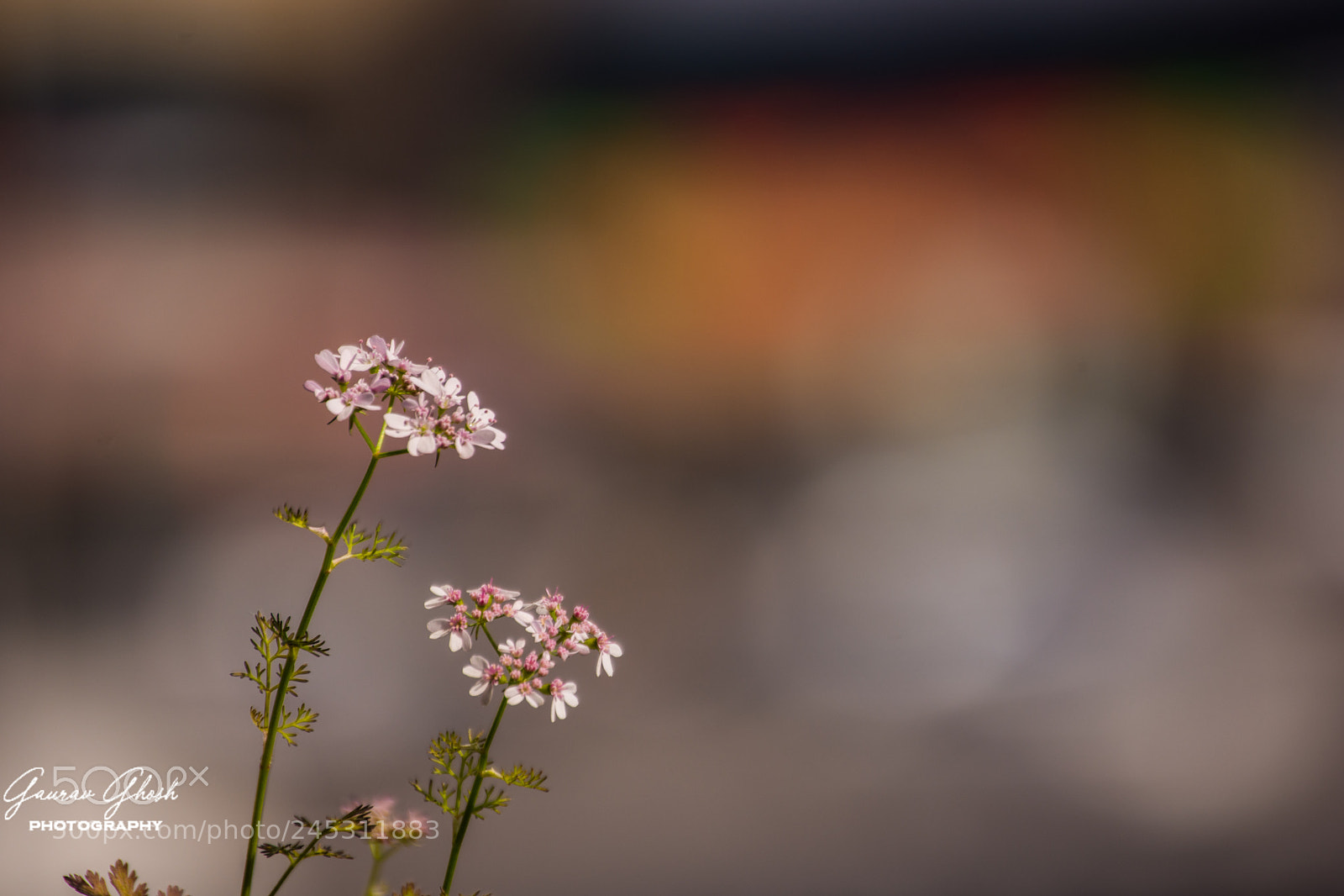 Nikon D7200 sample photo. Coriander flower/bolting photography