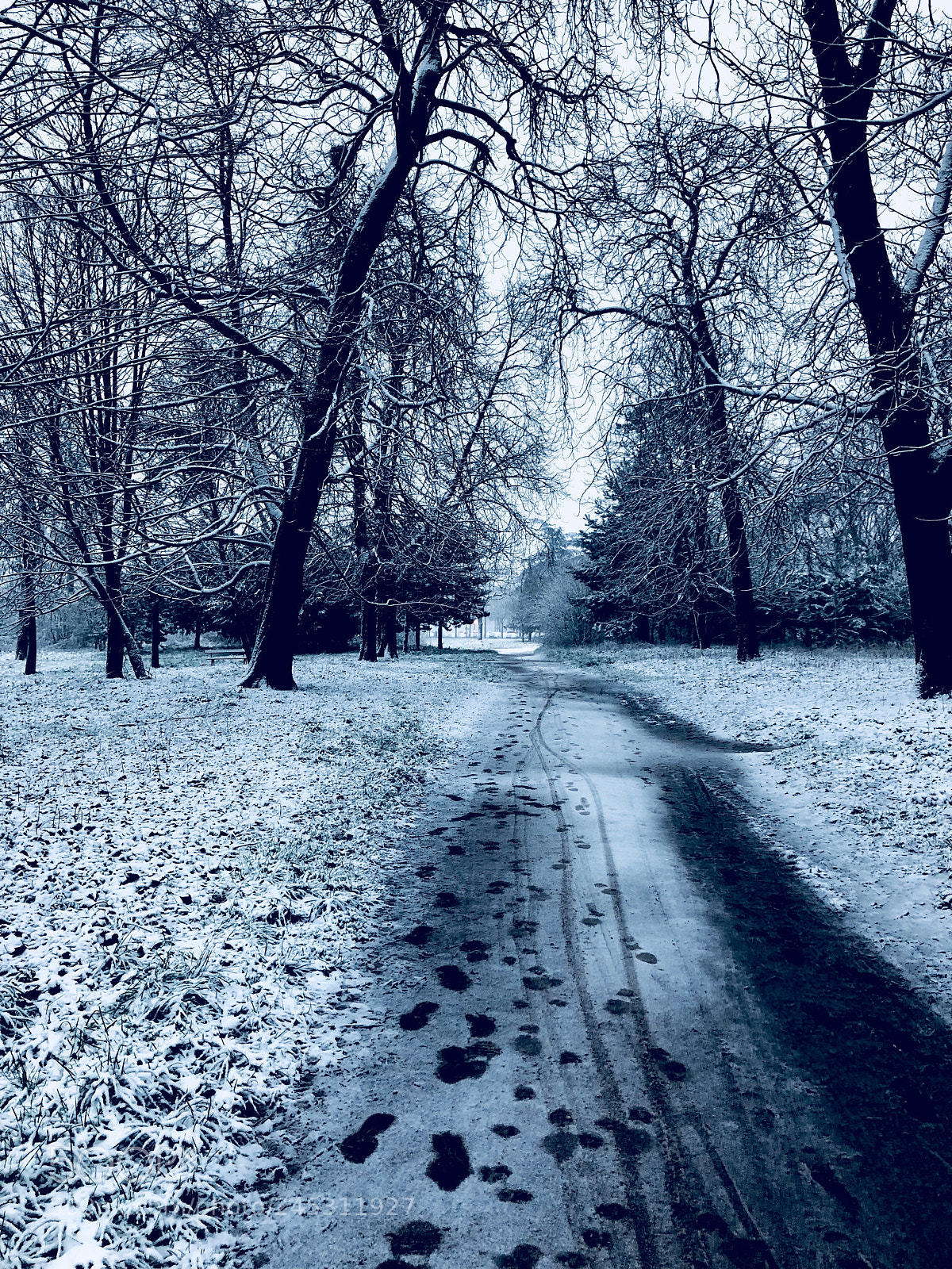 Apple iPhone X sample photo. The white forest photography
