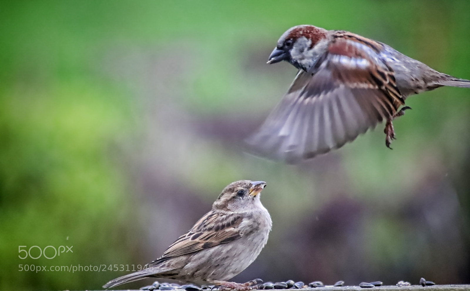Canon EOS 6D Mark II sample photo. Mr & mrs sparrow photography
