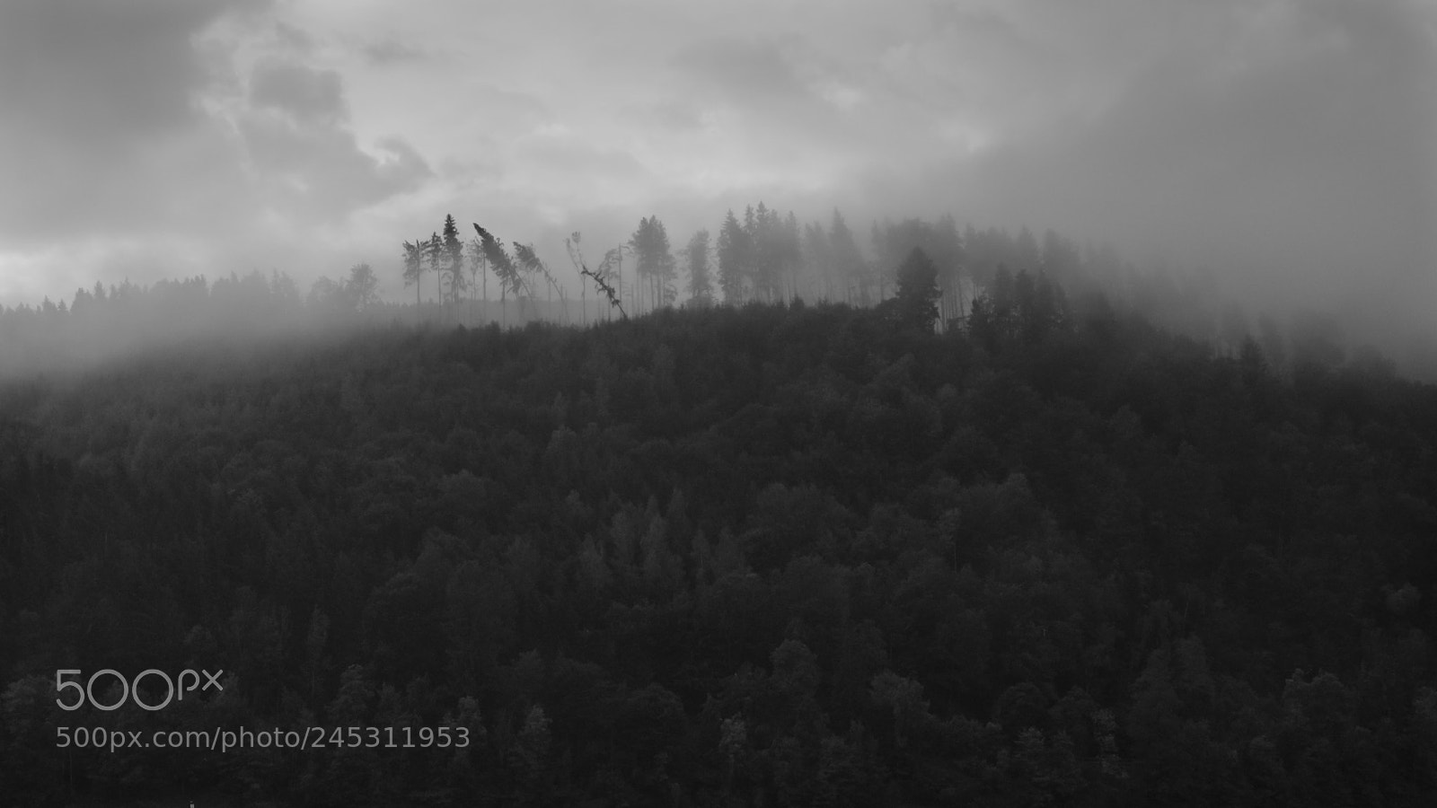 Fujifilm X-T20 sample photo. Trees in the fog photography