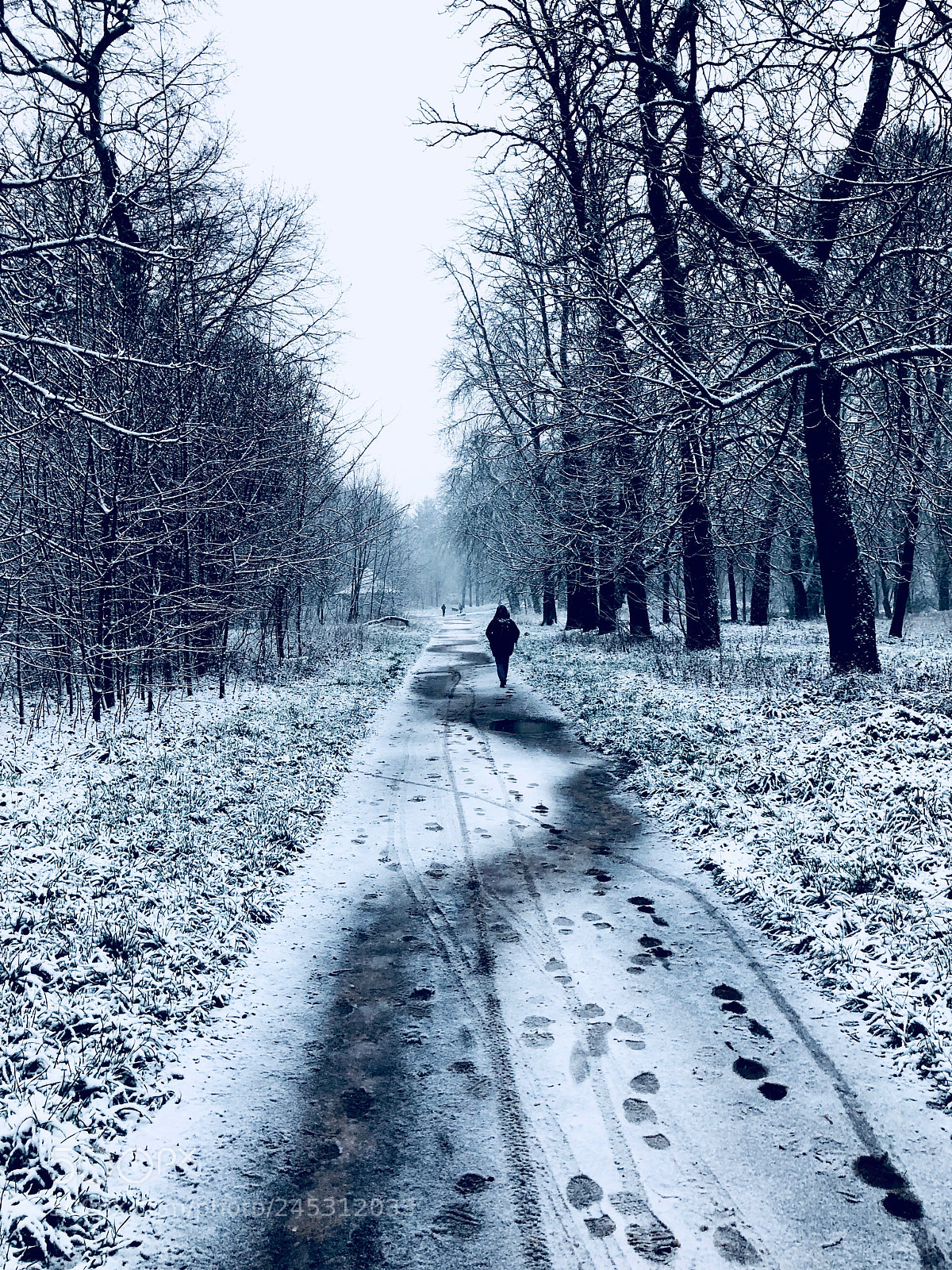Apple iPhone X sample photo. The white forest (2) photography