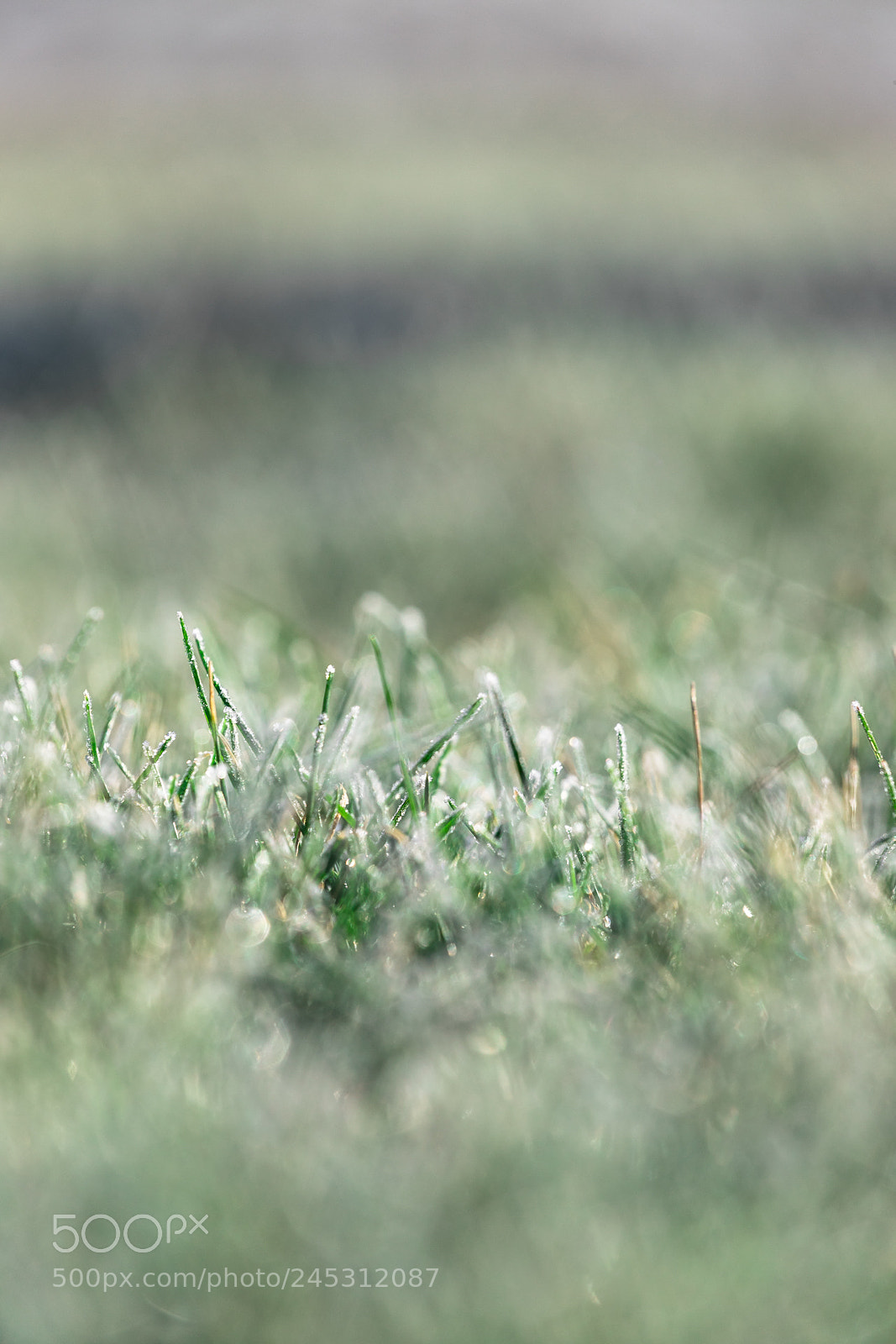 Canon EOS 6D Mark II sample photo. Freez photography