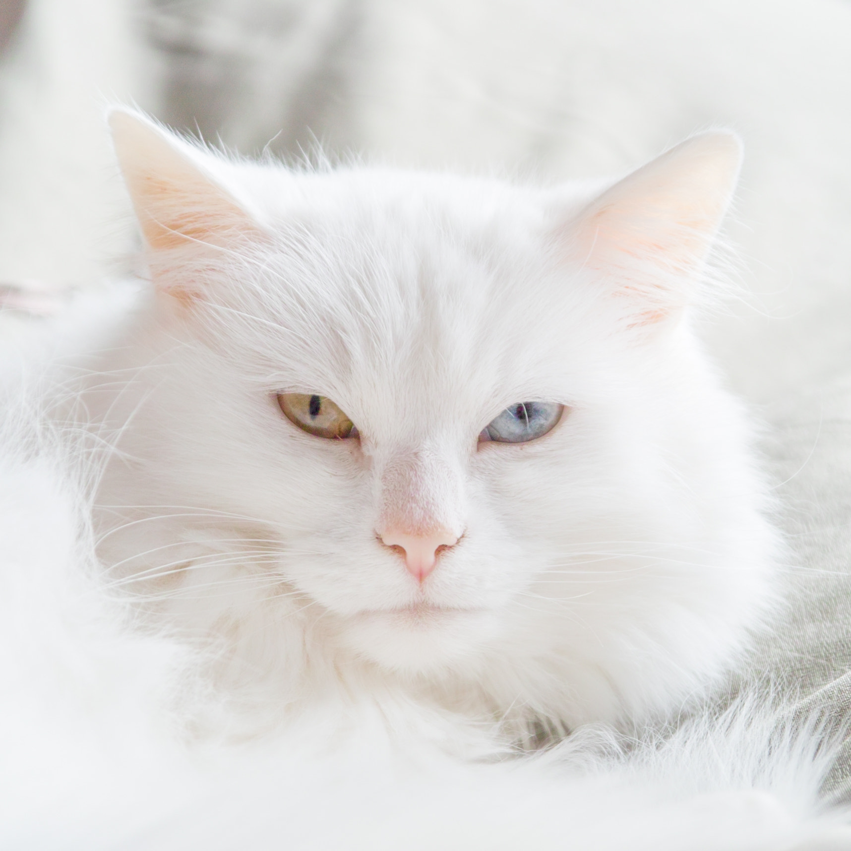 Sigma SD15 sample photo. Sdim photography
