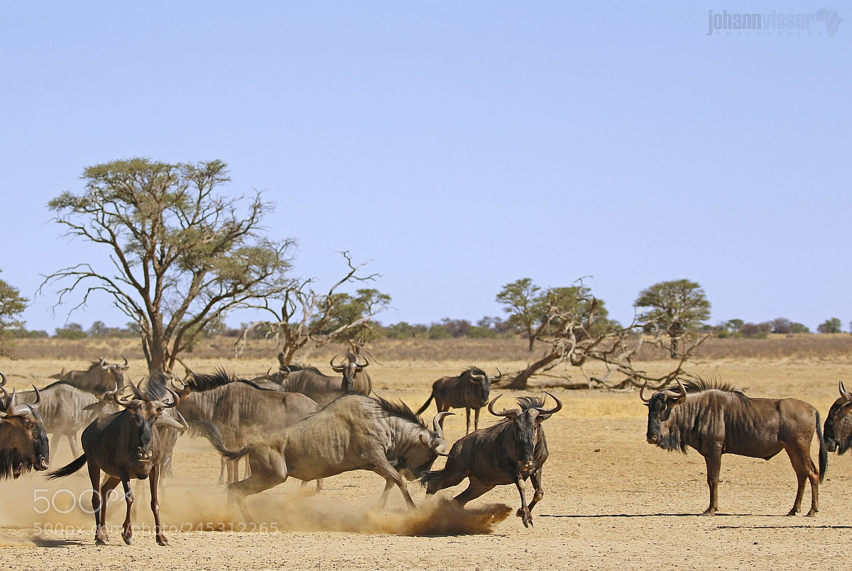 Canon EOS 7D Mark II sample photo. In a hostile desert photography